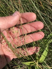 Festuca trachyphylla