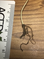 Festuca trachyphylla