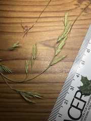 Festuca trachyphylla