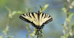 Papilio glaucus