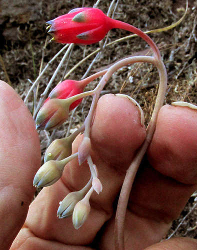 Pachyphytum compactum (Pachyphytum compactum)