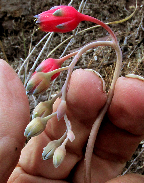 Pachyphytum Compactum (Pachyphytum compactum)