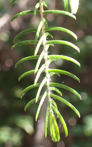 Image of Passerina falcifolia by (c) Nicola van Berkel, some rights reserved (CC BY-SA)