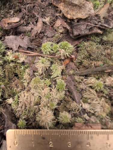 Sphagnum bartlettianum, 2025-04-21