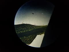 Solidago canadensis hargeri