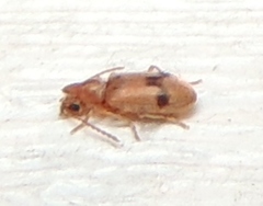 Notoxus monodon