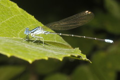 Argia rhoadsi