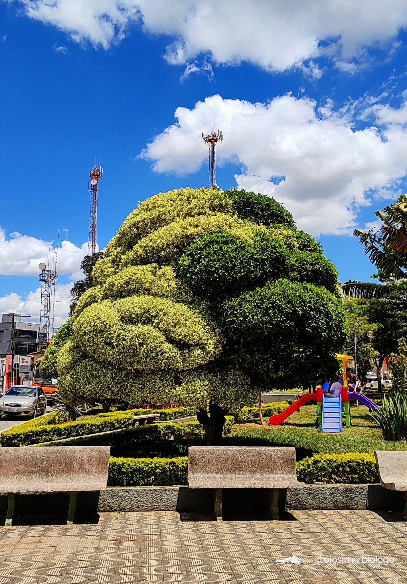 Ficus benjamina