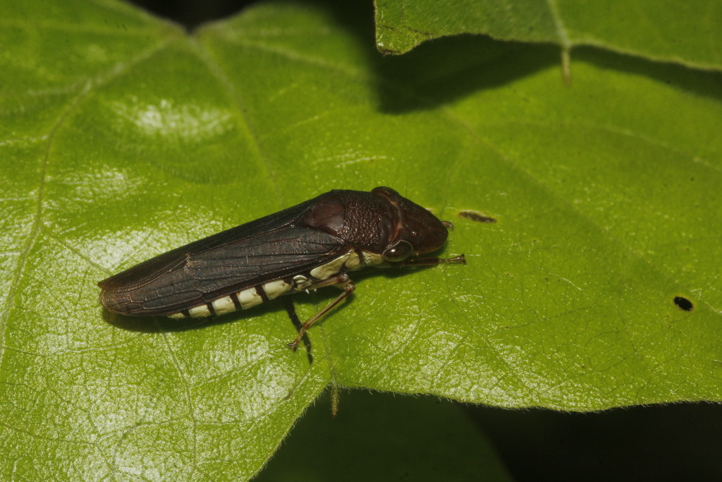 Pseudophera heterogena