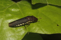 Pseudophera