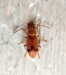 Notoxus monodon