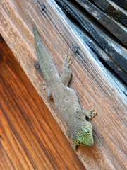 Phelsuma standingi