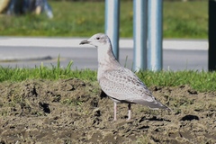 Larus glaucoides