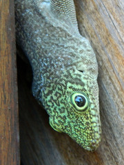 Phelsuma standingi