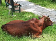 Bos