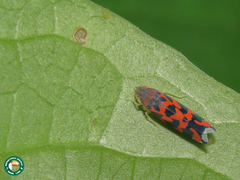 Ladoffa enochra