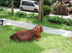 Bos