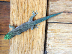 Phelsuma standingi
