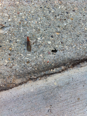Kalotermitidae