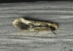 Monopis dorsistrigella