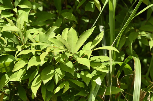 Image of Machilus zuihoensis by (c) 曾昱承 Yu-Cheng Zeng, some rights reserved (CC BY)