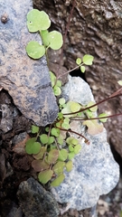 Cardamine dactyloides