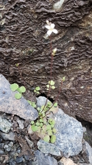 Cardamine dactyloides