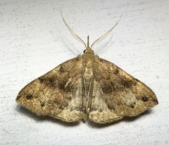 Phalaenostola eumelusalis