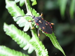 Laminiceps obscurior