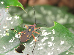 Laminiceps obscurior