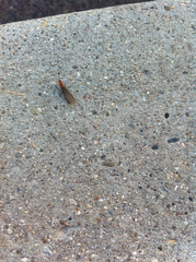 Kalotermitidae