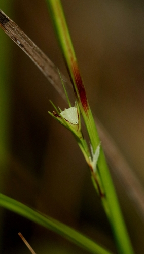 Scleria parvula iNat (2)