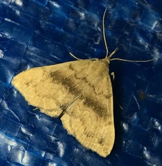 Phalaenostola eumelusalis