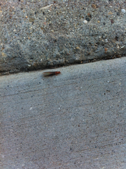 Kalotermitidae