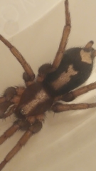 Herpyllus propinquus