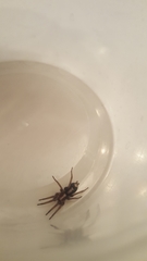 Herpyllus propinquus