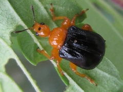Tomapoderus ruficollis