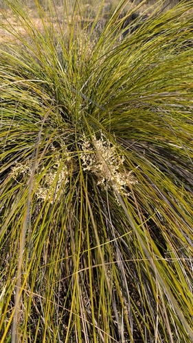 Image of Nolina texana by (c) Mark McClelland, some rights reserved (CC BY)