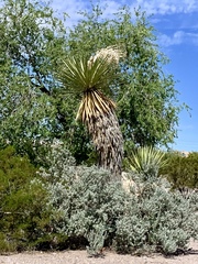 Yucca faxoniana