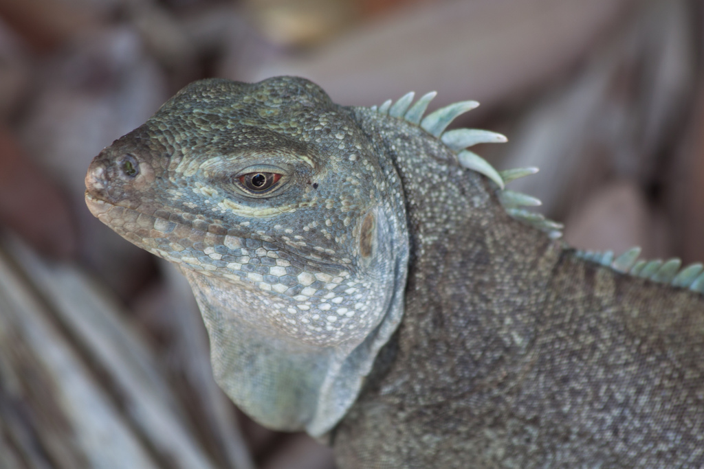Turks and Caicos Rock Iguana