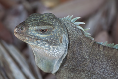 Turks Island Iguana photo 2