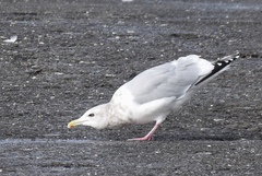 Larus glaucoides