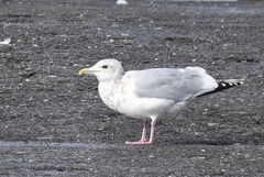 Larus glaucoides