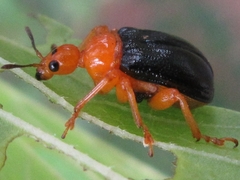 Tomapoderus ruficollis