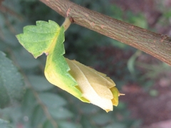 Tomapoderus ruficollis
