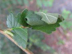 Tomapoderus ruficollis
