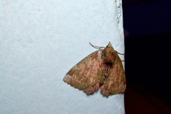 Dindica polyphaenaria