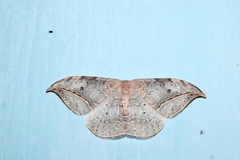 Drepana pallida