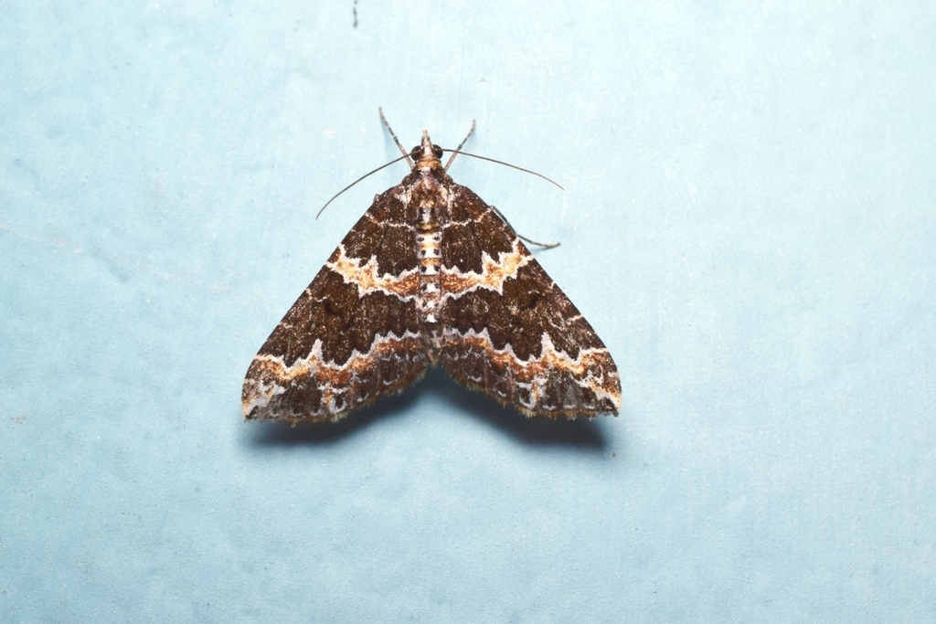 Electrophaes aliena