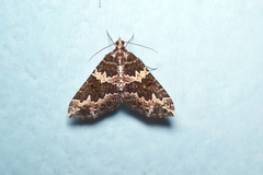 Electrophaes aliena